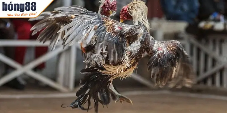 Tổng Hợp Các Thuật Ngữ Đá Gà Quan Trọng Cho Người Mới Chơi 2 Thuật ngữ đá gà
