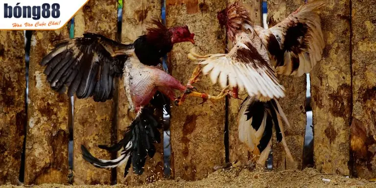 Tổng Hợp Các Thuật Ngữ Đá Gà Quan Trọng Cho Người Mới Chơi 3 Thuật ngữ trong trận đấu