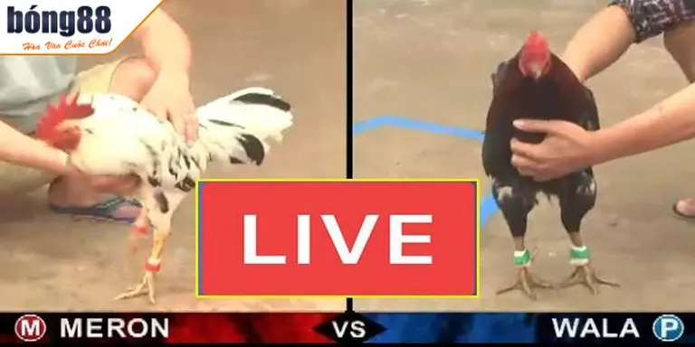 bong88 da ga truc tiep