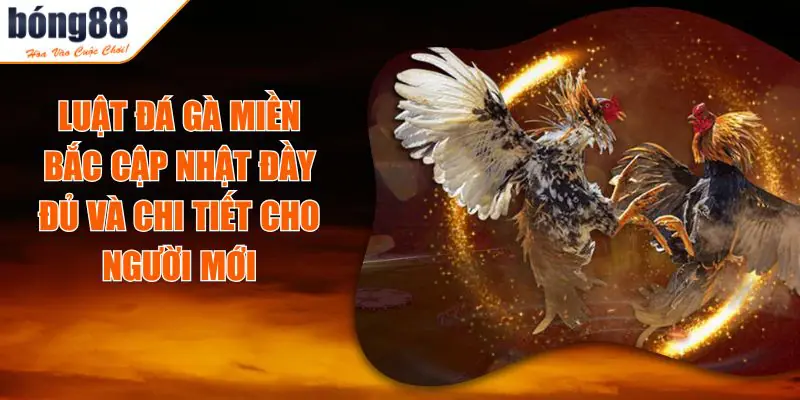 Luật Đá Gà Miền Bắc Mà Người Mới Nên Biết Khi Chơi Tại BONG88 3 Luật Đá Gà Miền Bắc Mà Người Mới Nên Biết Khi Chơi Tại BONG88